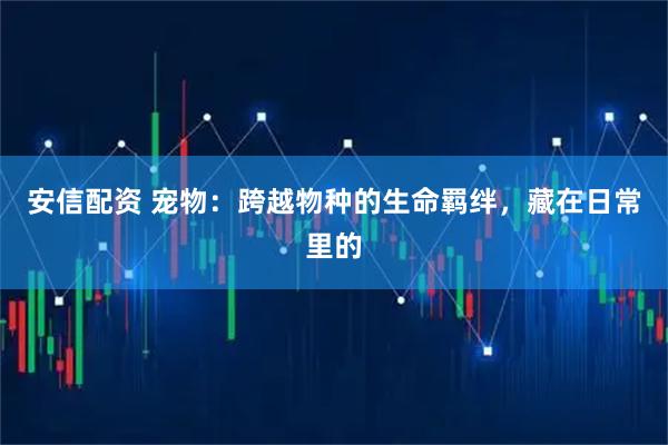 安信配资 宠物：跨越物种的生命羁绊，藏在日常里的